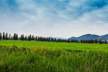 Fototapeta na wymiar Campi prati colline, Paesaggio di campagna Toscana, agricoltura