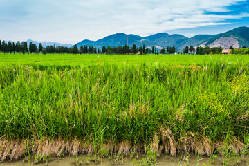 Campi prati colline, Paesaggio di campagna Toscana, agricoltura