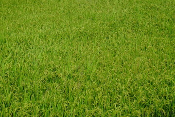 The beautiful landscape of rice fields.