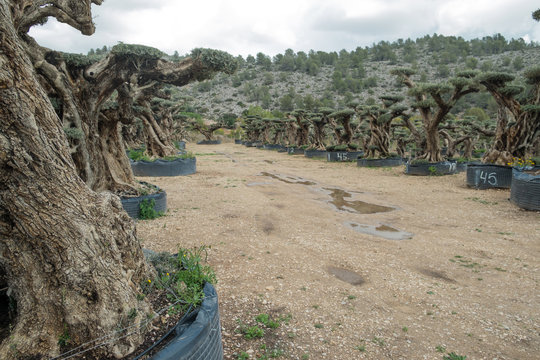 Old olive trees