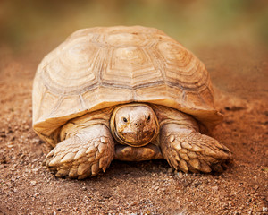 Large Galapagos Tortoise Looking Forward