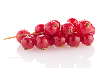 Red Currants