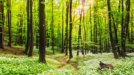 Fresh green Spring Forest in Franconia, Germany © andiz275