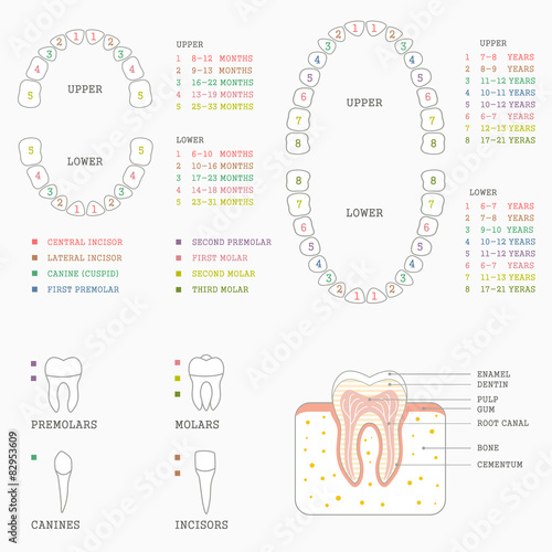 Diagram Of Teeth Image collections - How To Guide And Refrence