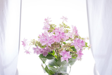 満開のアジサイ
