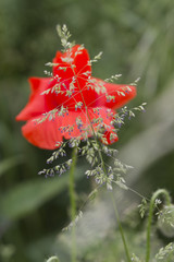 poppies in the garden