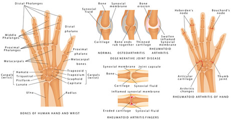 Skeletal System Phalanges