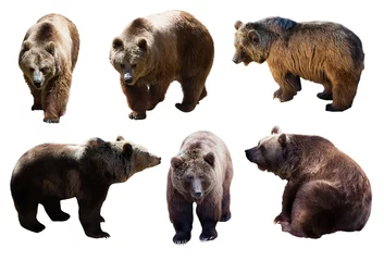 Fototapete Bären Satz Braunbären über Weiß  © JackF