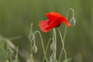 poppies in the garden