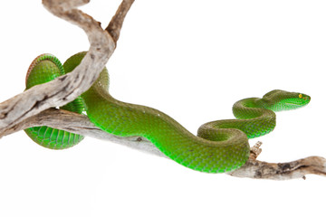 White-Lipped Pitviper Snake Looking Away