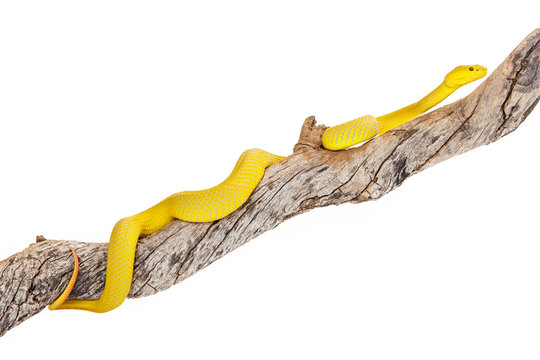 Yellow Wetar Island Tree Viper on Branch