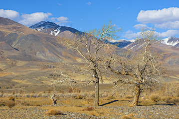 Golden Mountains of Altai, Kurai steppe