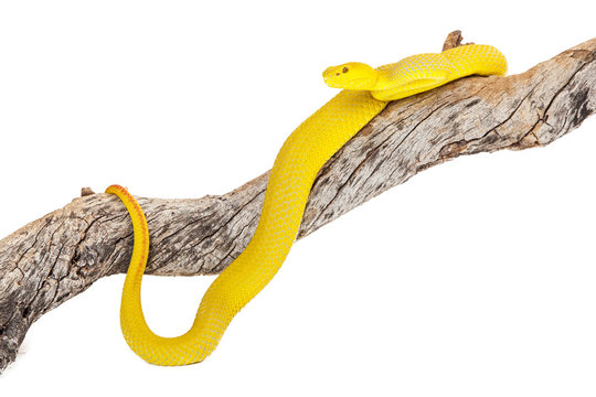 Yellow Wetar Island Tree Viper