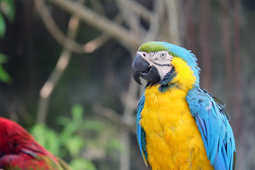  macaw parrot