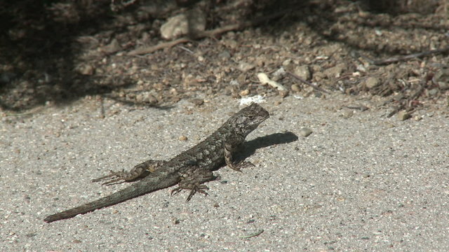 Lizard Scurries. A gecko crosses a road in Southern California.