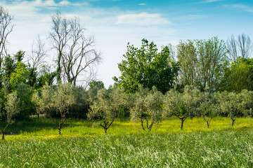 Campi ulivi prati, Paesaggio di campagna Toscana, agricoltura