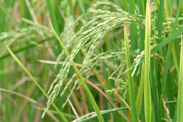 Fototapeta na wymiar rice plant