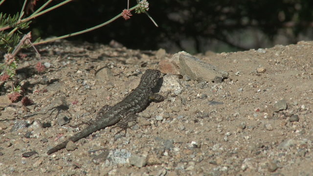 Lizard Crawling. A gecko crawls across a mound of dirt.
