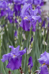 iris gladiolus in the garden