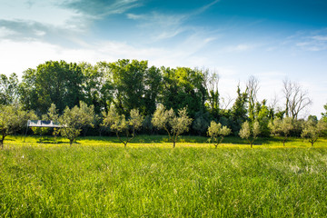 Campi ulivi prati, Paesaggio di campagna Toscana, agricoltura