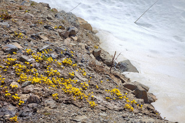 Flowering Foalfoot
