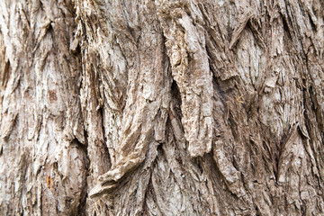 Old growth tree bark texture