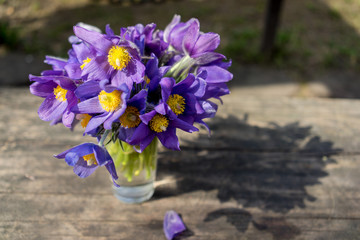 still life bouquet of the first blue crocus flowers