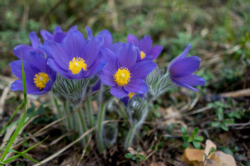 Fototapeta premium First blue crocus flowers, spring saffron