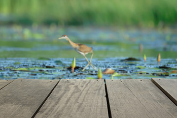 Defocused and blur image of terrace wood and bird in the pond (B