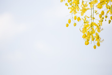 Yellow Flower Background