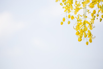 Yellow Flower Background