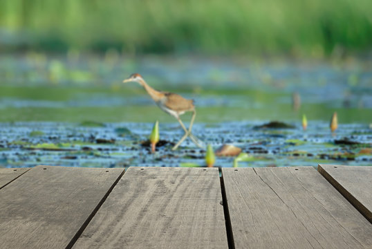 Fototapeta Defocused and blur image of terrace wood and bird in the pond (B