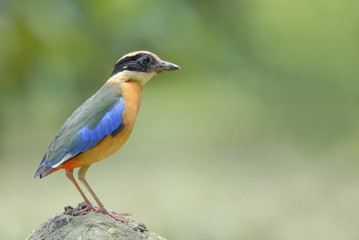 Beautiful Bird (blue-winged pitta) stand on the stone