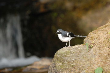 Bird (Slaty-backed Forktail) perching on the stone
