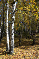 In a gold birch grove. Autumn landscape
