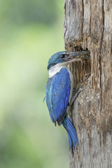 Obraz premium Collared Kingfisher, Bird carry prey for juvenile bird in nest