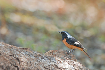Daurian Redstart perching and action on the timber