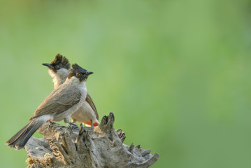 Bird (sooty-headed bulbul) perching on beautiful branch