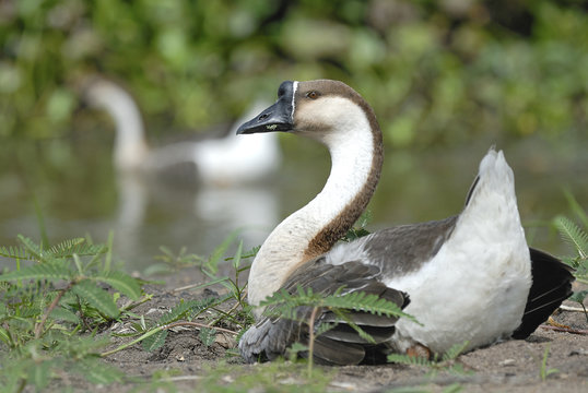 Beautiful Bird goose relax near pond