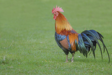 Brightly colored cockerel chicken in a field 