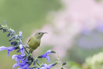 Beautiful (Black-throated Sunbird) Bird perching on flower