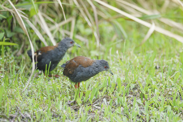 Rare bird (Black-tailed Crake) finding some food on ground