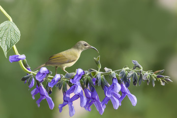  Beautiful bird (Black-throated Sunbird) perching on flower