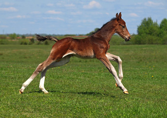 Fototapeta na wymiar A bay little colt gallops along on a spring meadow