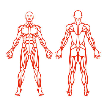 Anatomy of male muscular system, exercise and muscle guide