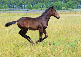 A bay foal galloping on the field