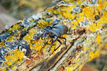 Stag beetle crawling on the trunk of a tree covered with moss