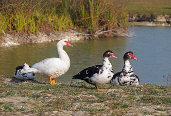 Obraz premium The group of muscovy ducks of the various colourings ashore lake