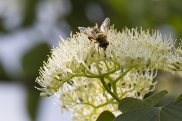 bee on flower
