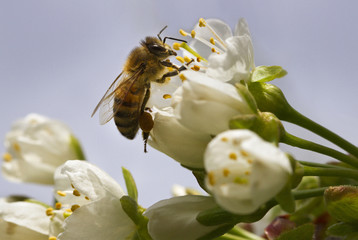 Bee on the flower.